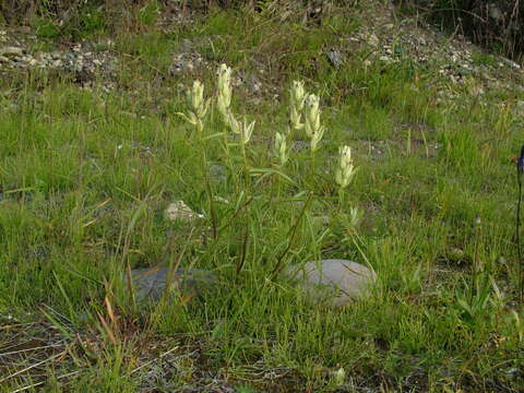 Image of Castilleja pallida var. hyparctica (Rebrist.) J. M. Egger