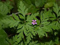 Image of Geranium purpureum Vill.