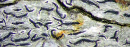Image of elegant script lichen