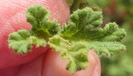 Image of oakleaf garden geranium