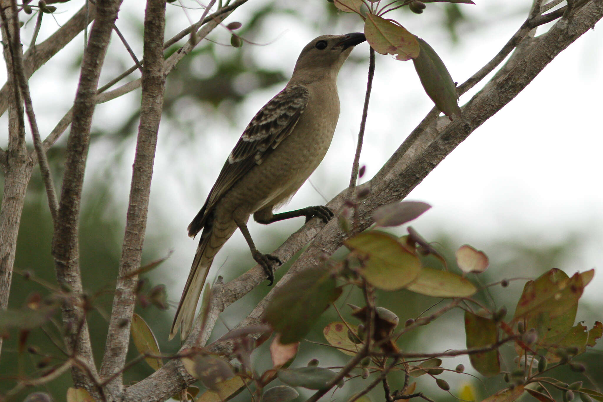 Image of Chlamydera nuchalis orientalis Gould 1879