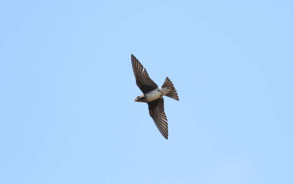 Image of Cuban Martin