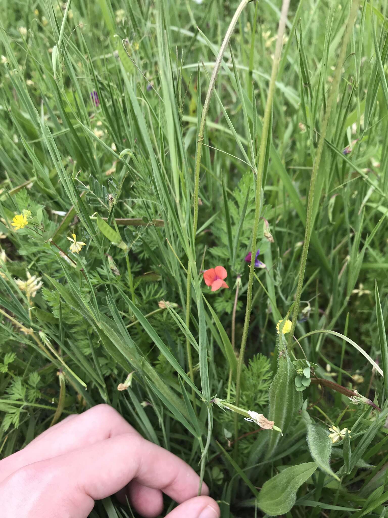 Image of Round-seeded Vetchling