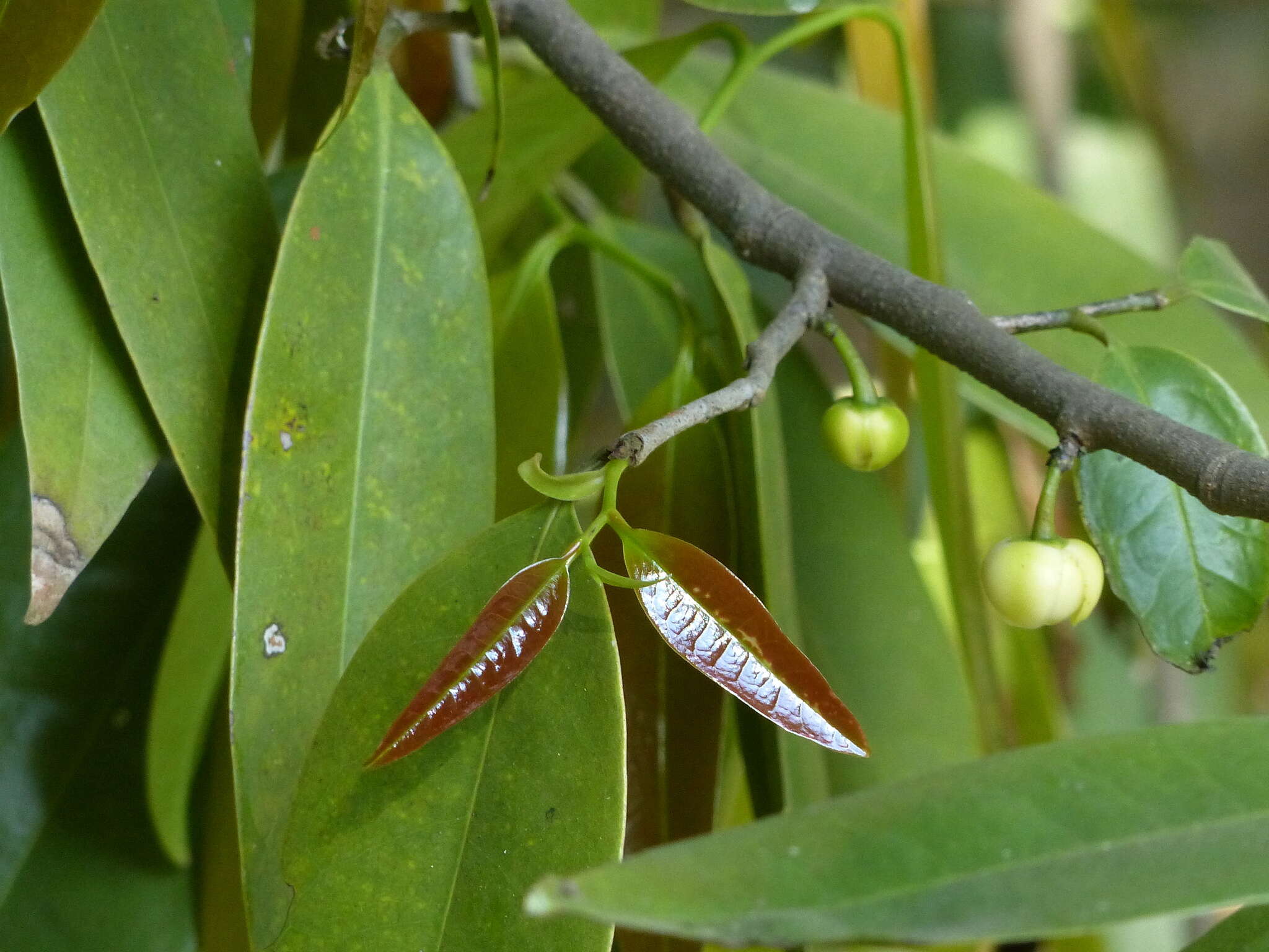 Plancia ëd Sageraea laurina Dalzell