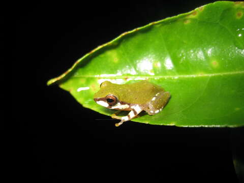 Image de Raorchestes akroparallagi (Biju & Bossuyt 2009)