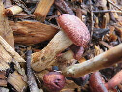 Imagem de Gymnopilus luteofolius (Peck) Singer 1951