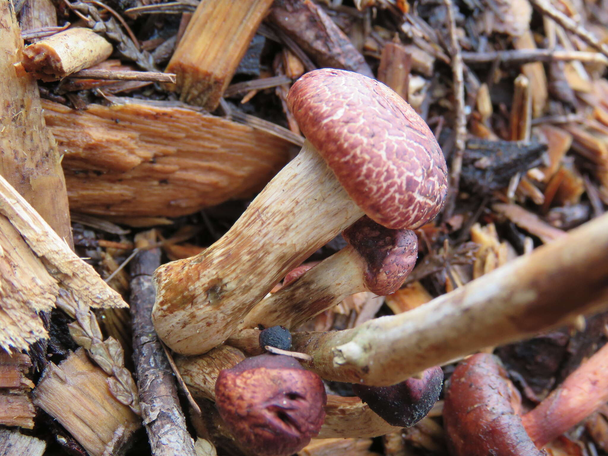 Imagem de Gymnopilus luteofolius (Peck) Singer 1951