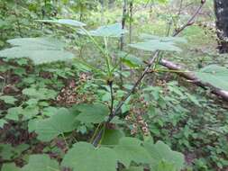 Image of Rock Red Currant