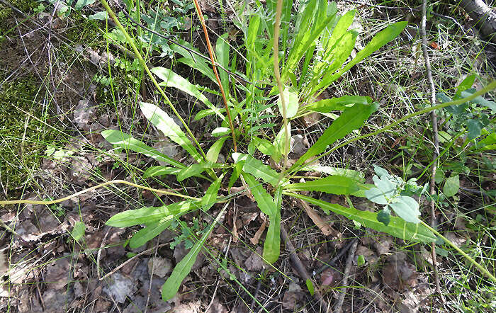 Image of bristly hawkbit