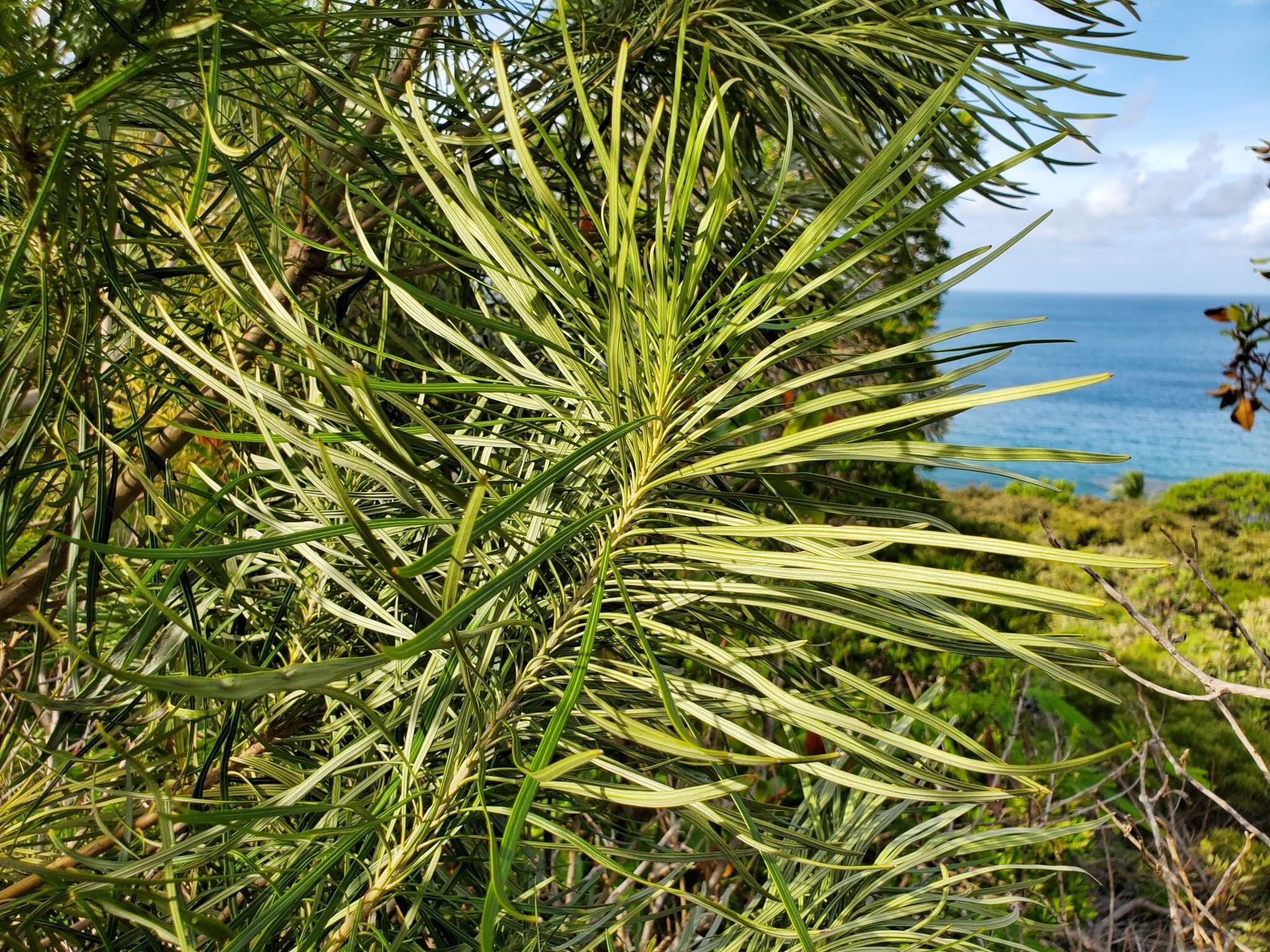 Image de Grevillea exul Lindl.