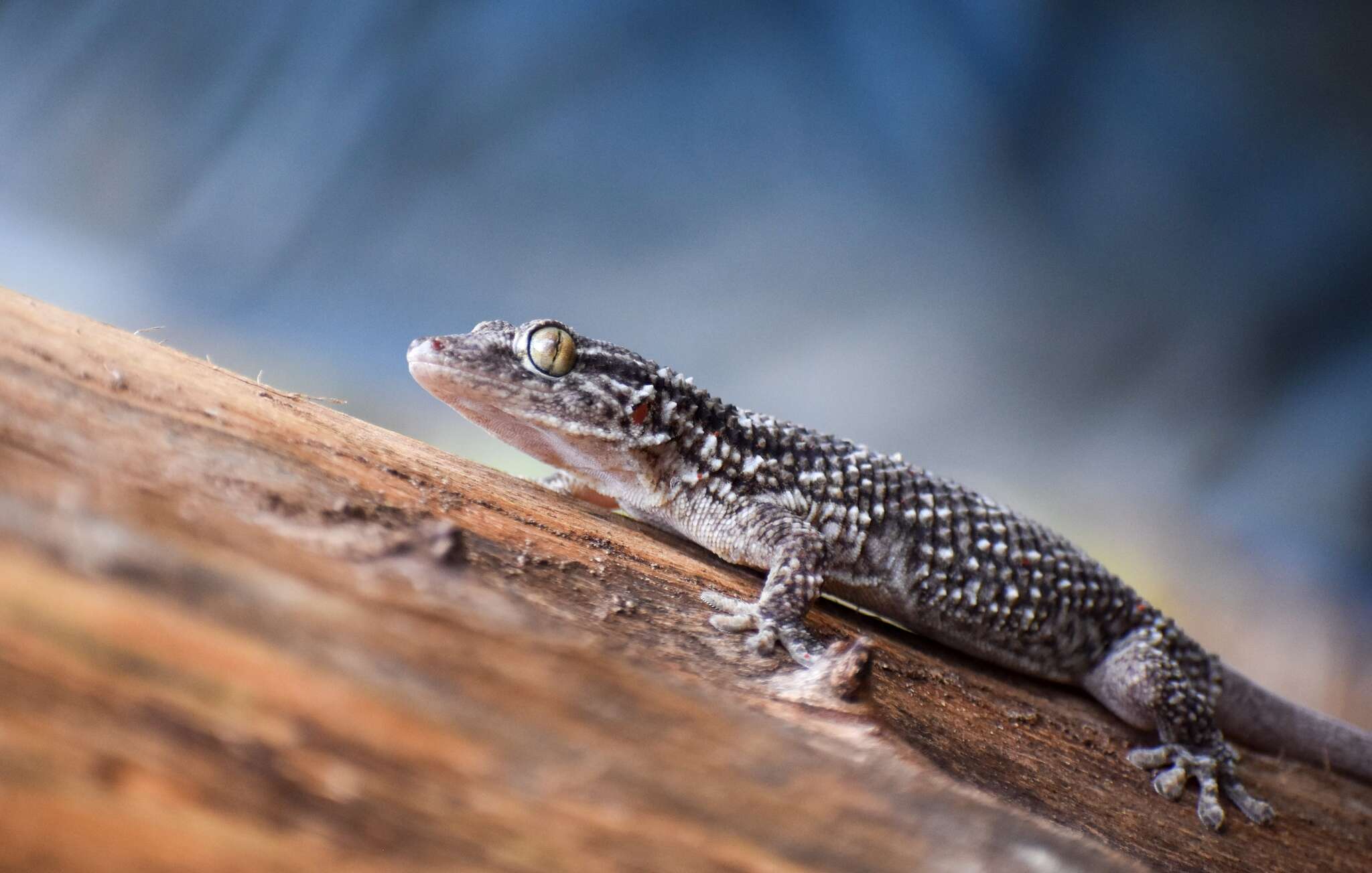 Image of American Wall Gecko