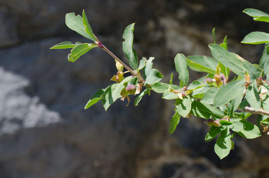 Image of Lonicera pyrenaica subsp. pyrenaica