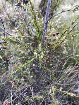 Image of sweet boronia