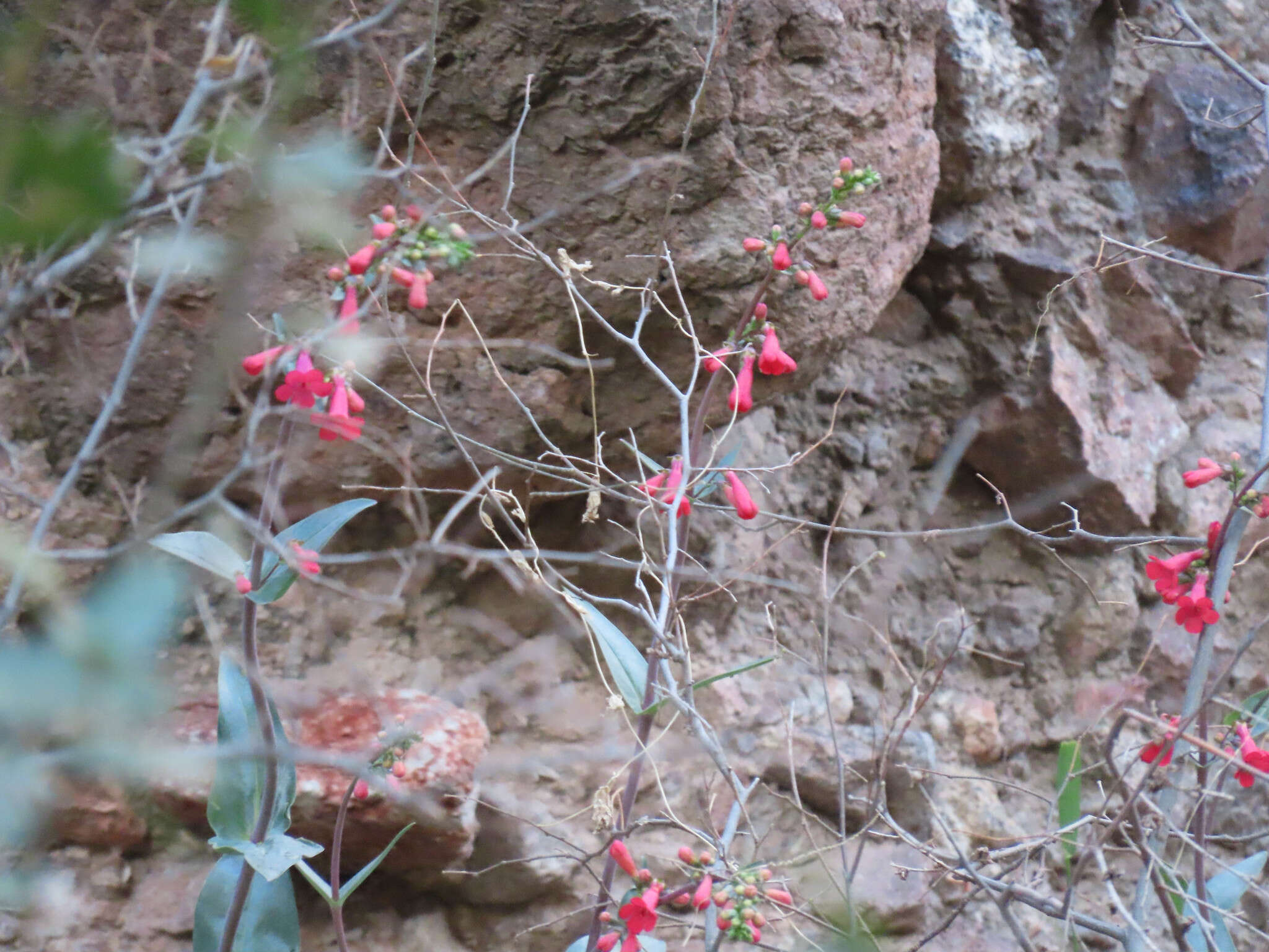 Image de Penstemon superbus A. Nels.