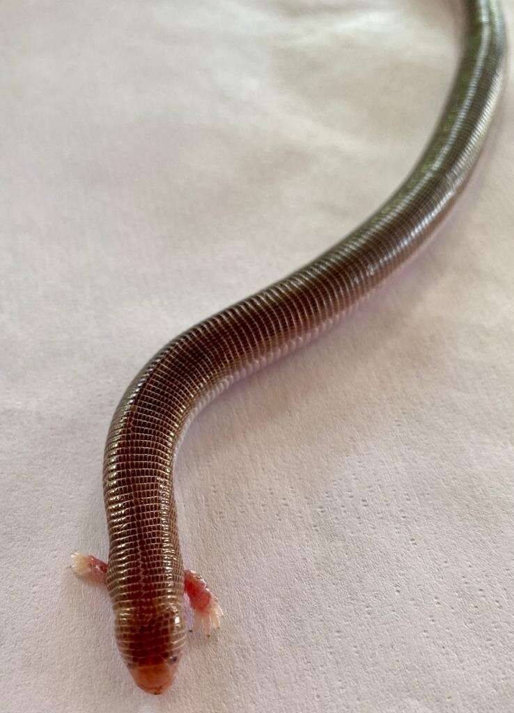 Image of Four-toed Worm Lizard