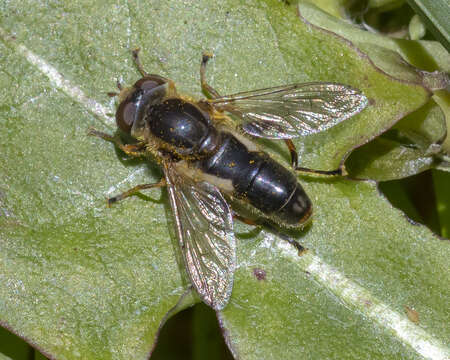 صورة <i>Anasimyia bilinearis</i>