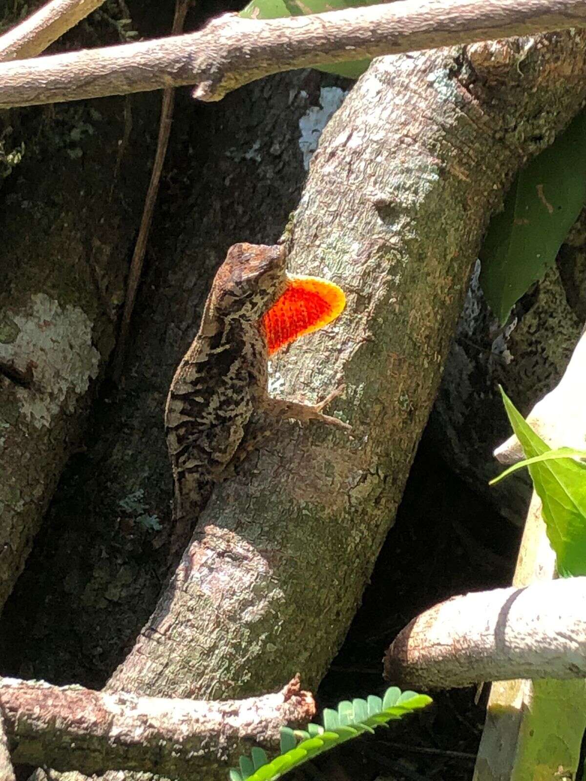 Plancia ëd Anolis tropidonotus Peters 1863