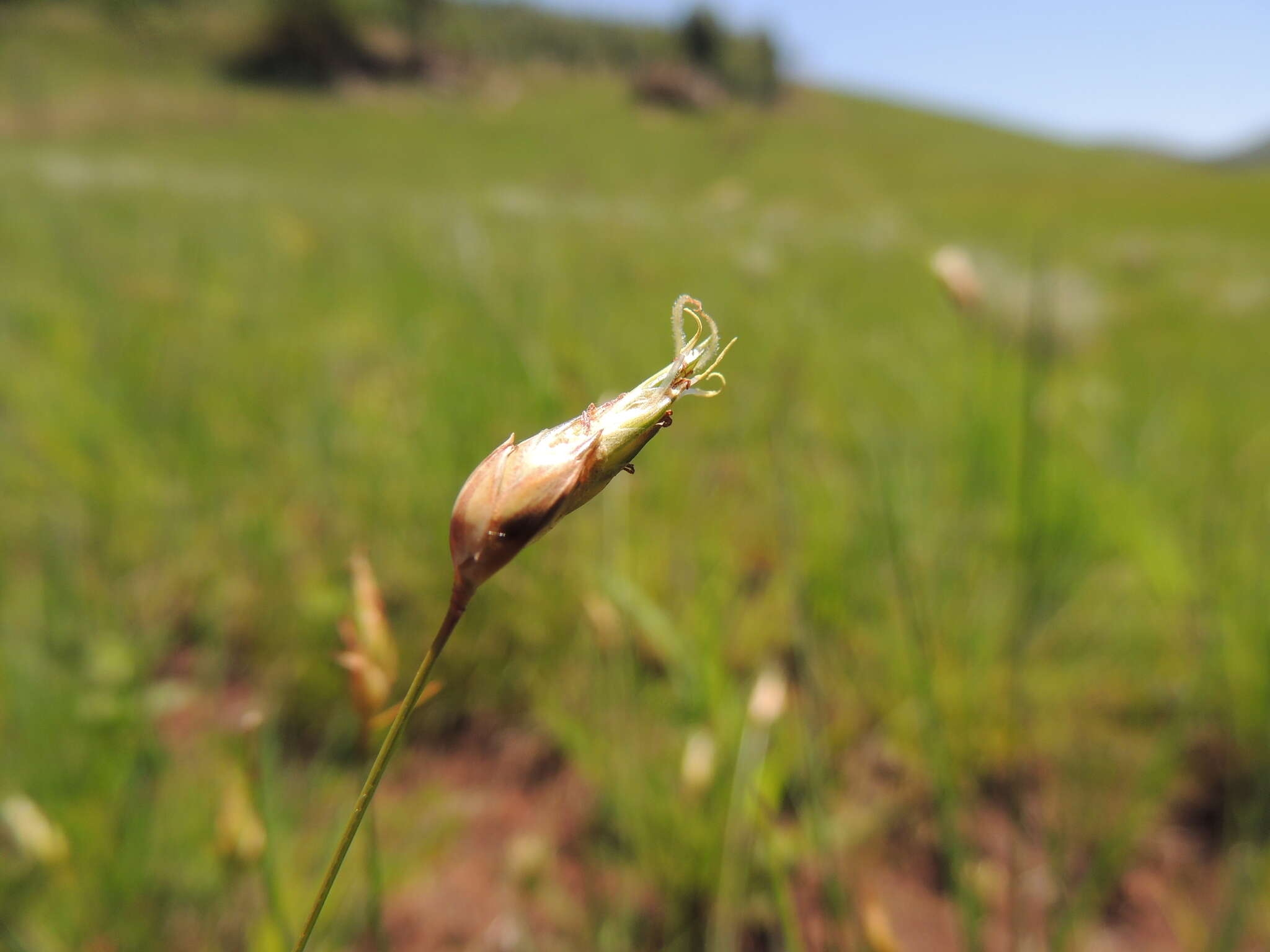 صورة Fimbristylis ovata (Burm. fil.) J. Kern