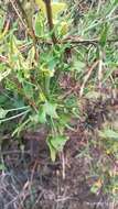 Rumex hastatus D. Don resmi