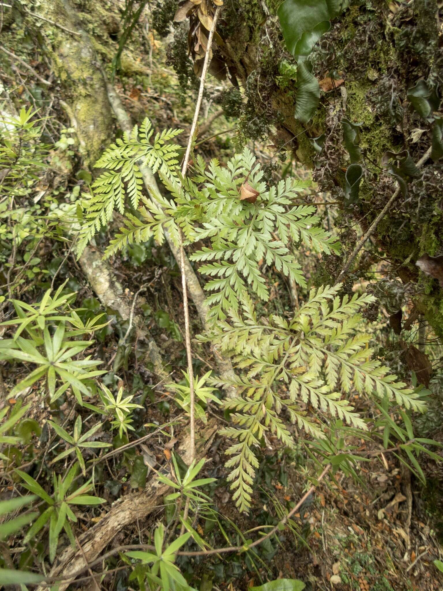 Image of Davallia tasmanii subsp. cristata von Konrat, Braggins & de Lange