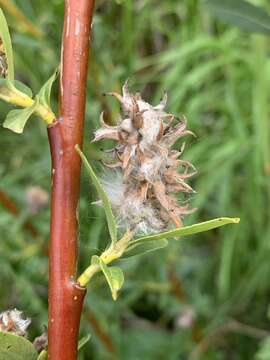 Image of Mccalla's Willow