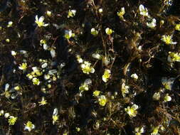 Image of Panarctic Water-Crowfoot