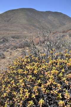 Image of Crassula brevifolia Harv.