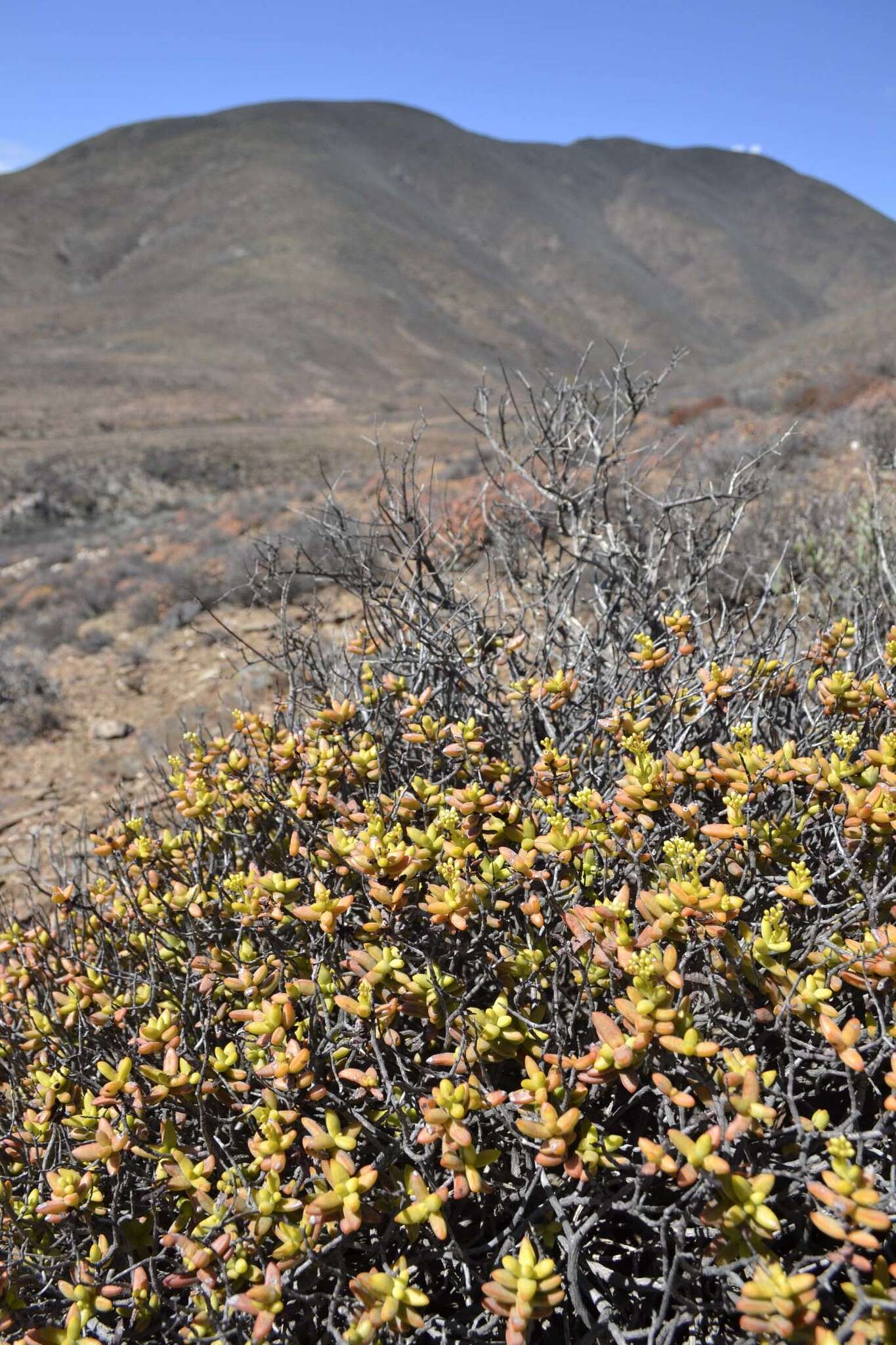 Image of Crassula brevifolia Harv.