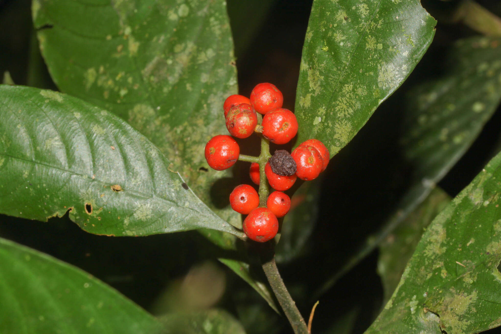 Imagem de Palicourea racemosa (Aubl.) Borhidi