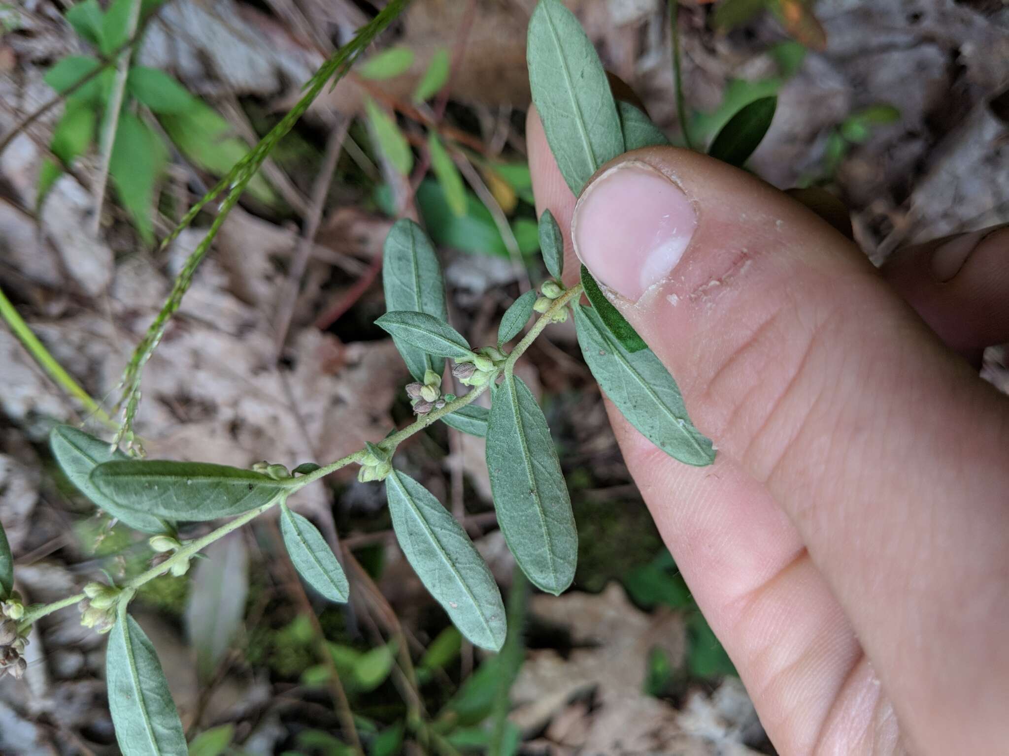 Image of hoary frostweed