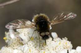 Image of Bombylisoma nigriceps (Loew 1862)