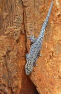 Lygodactylus chobiensis Fitzsimons 1932 resmi