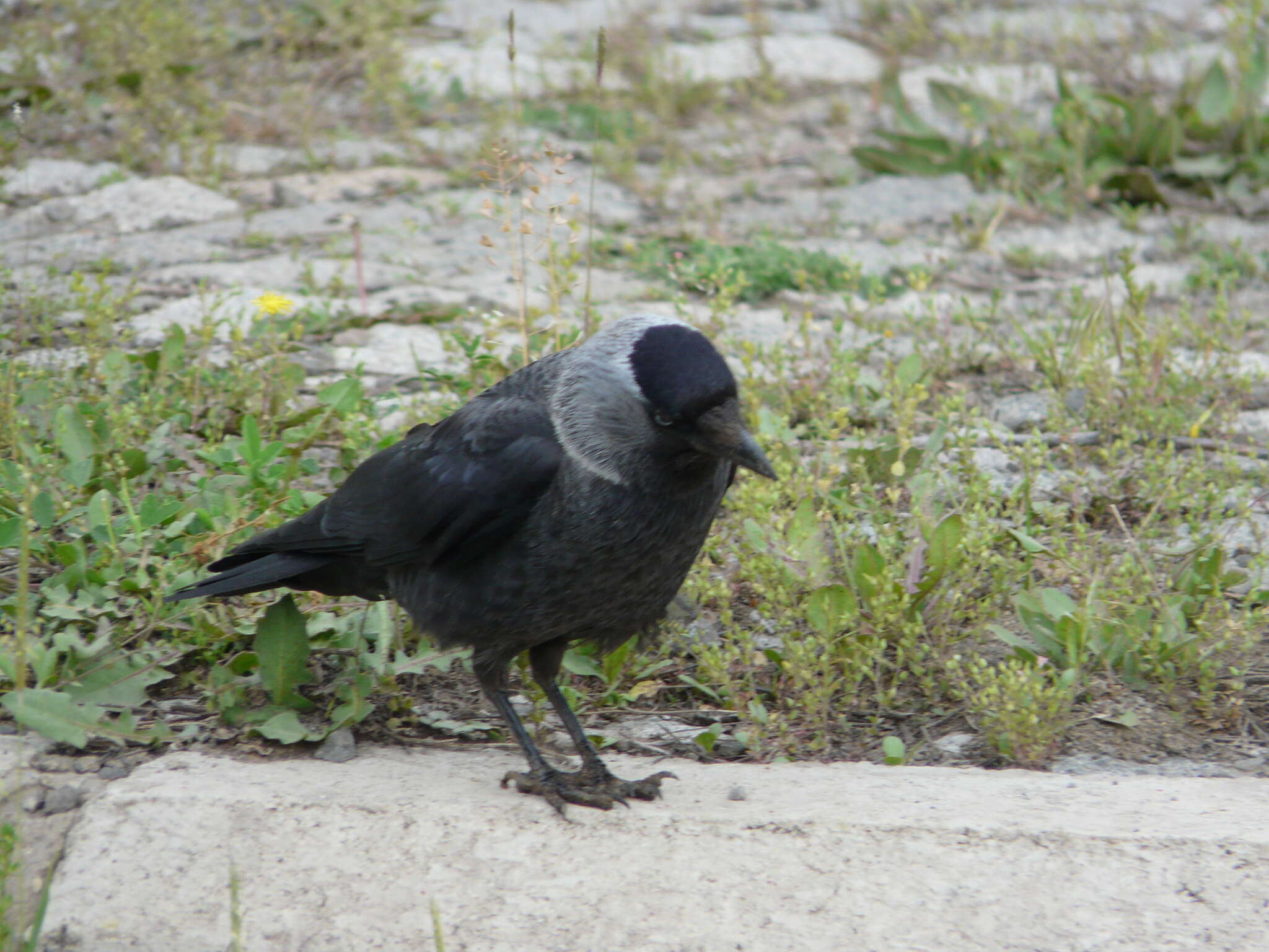 Sivun Corvus monedula soemmerringii kuva