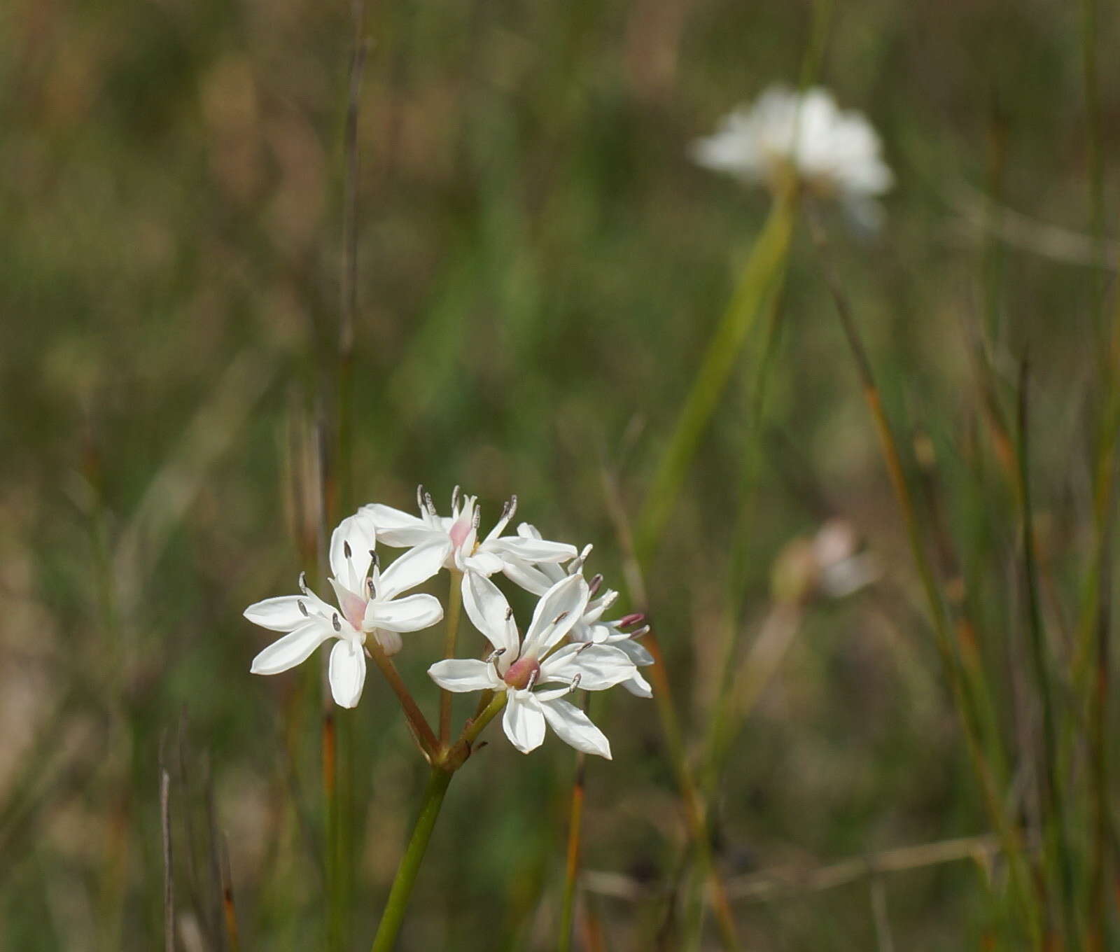 Image of Burchardia umbellata R. Br.