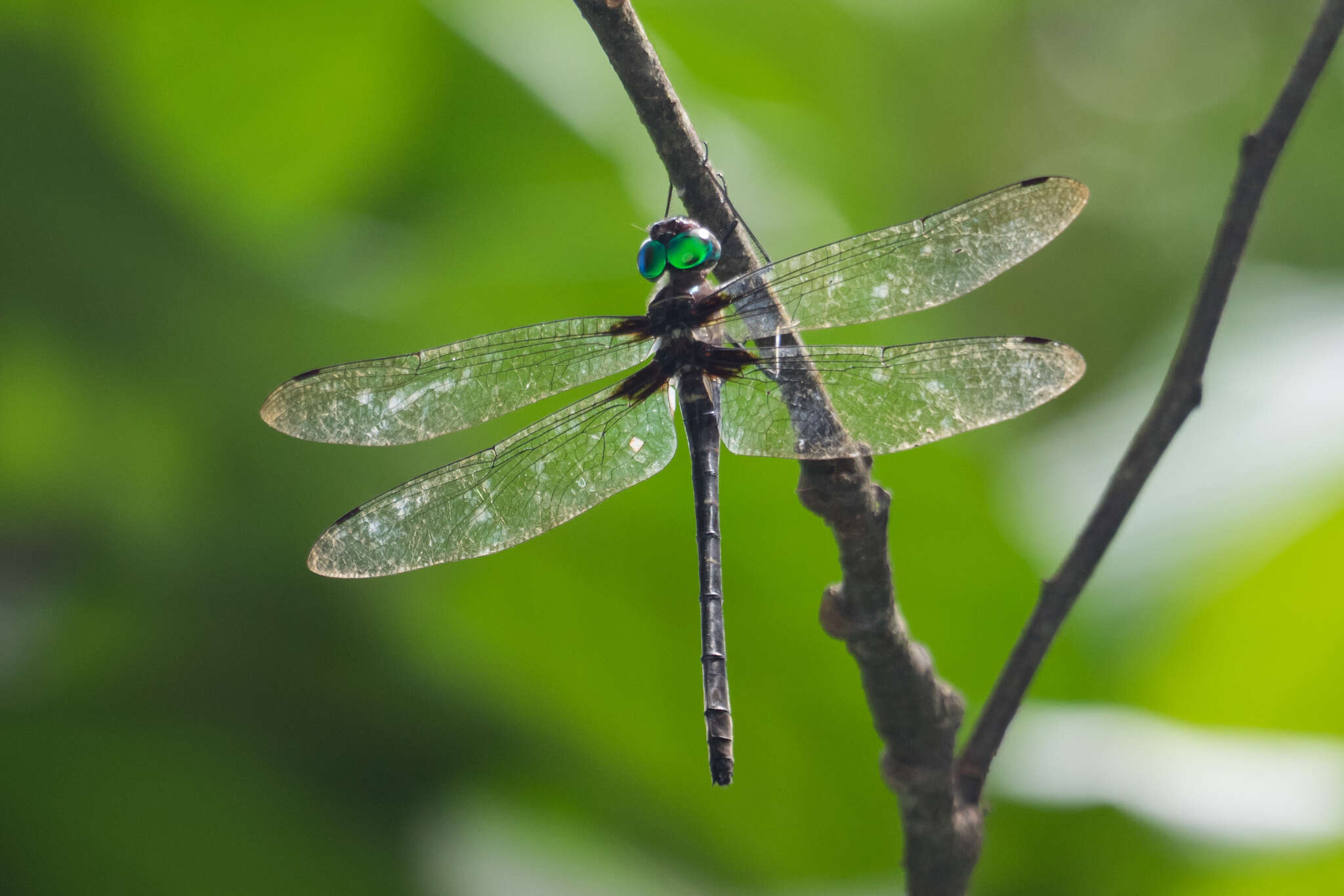 Image of Macromia cincta Rambur 1842