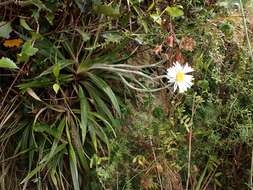 Image of Celmisia spectabilis subsp. lanceolata (Hook. fil.) D. R. Given