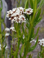 Image of Ixodia achillaeoides subsp. alata