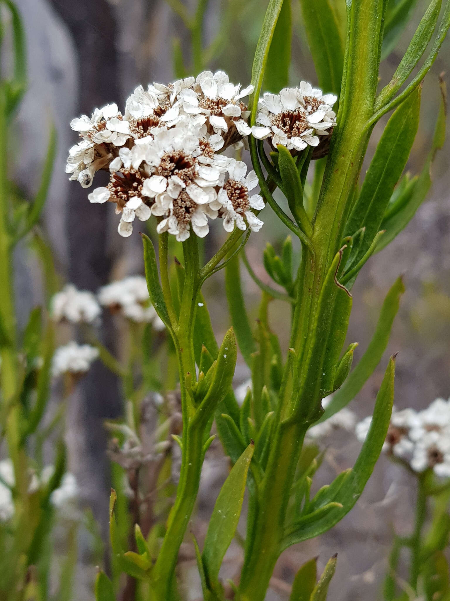 Слика од Ixodia achillaeoides subsp. alata