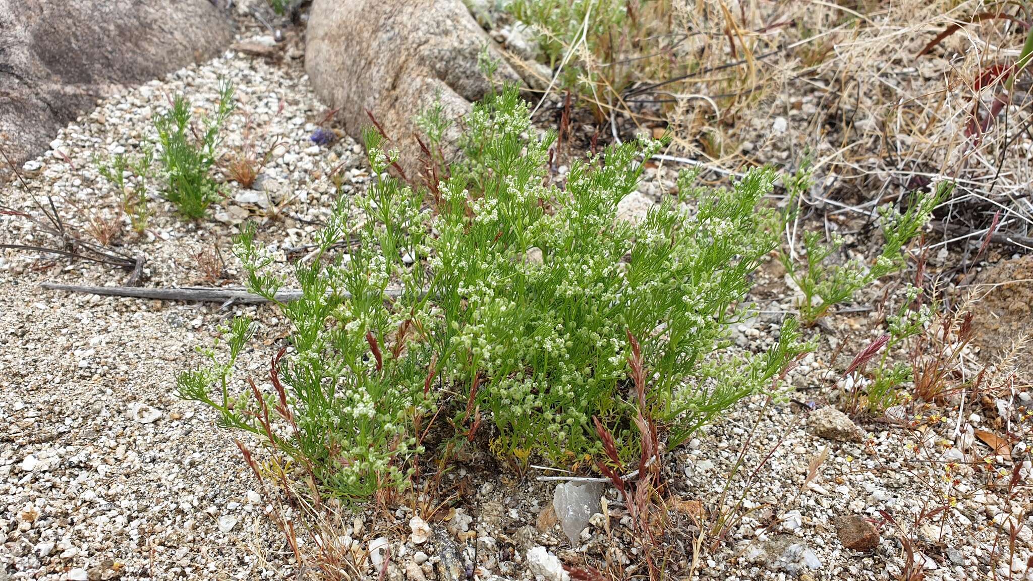 Imagem de Spermolepis lateriflora G. L. Nesom