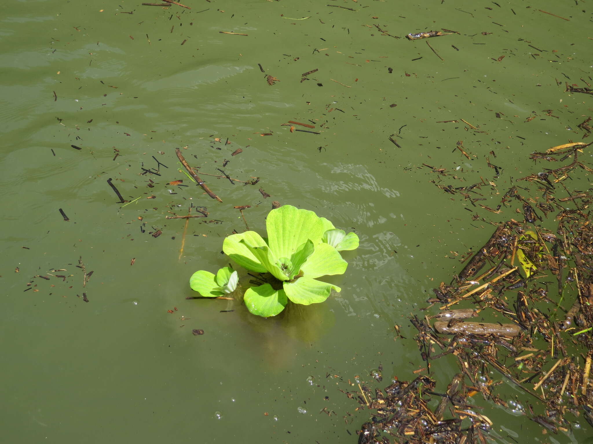 Image of pistia