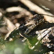 Image of Stenocercus doellojuradoi (Freiberg 1944)