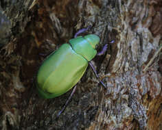 Image of Beyer's Scarab