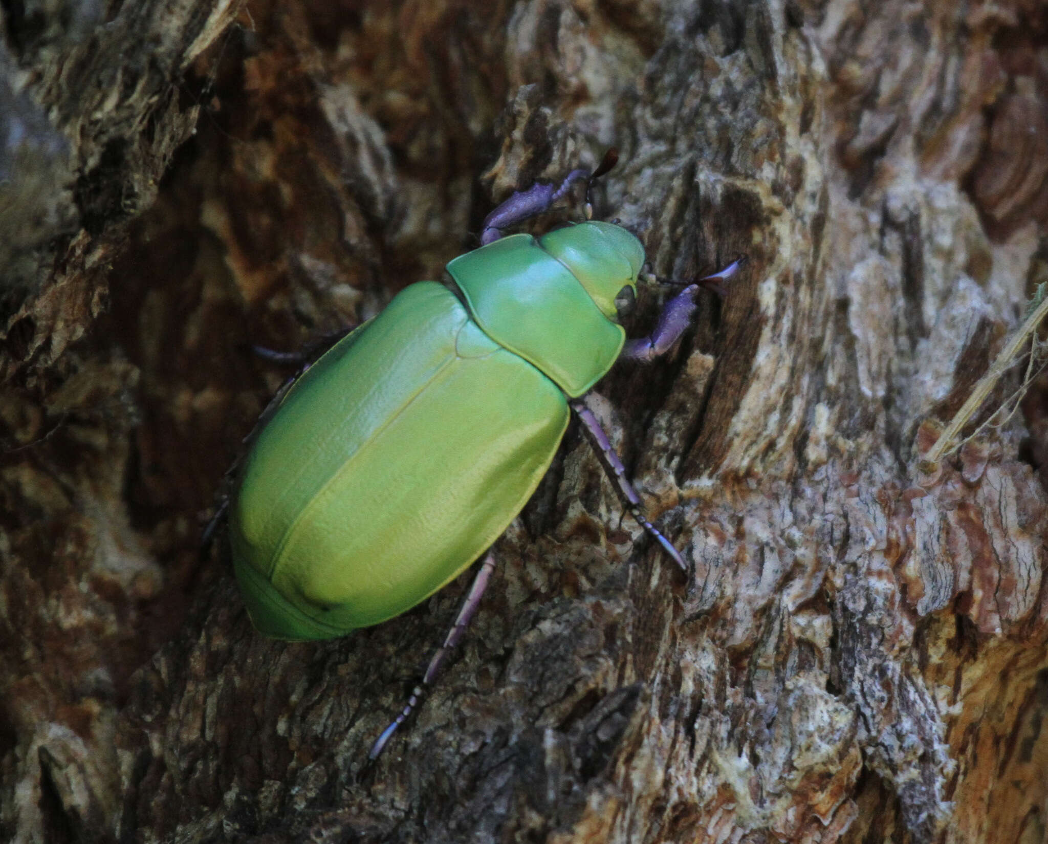 Imagem de Chrysina beyeri (Skinner 1905)