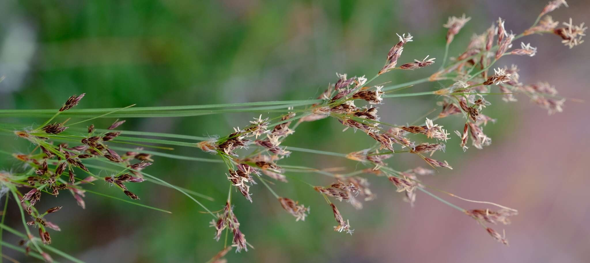 Image of Bulbostylis burchellii (Ficalho & Hiern) C. B. Clarke