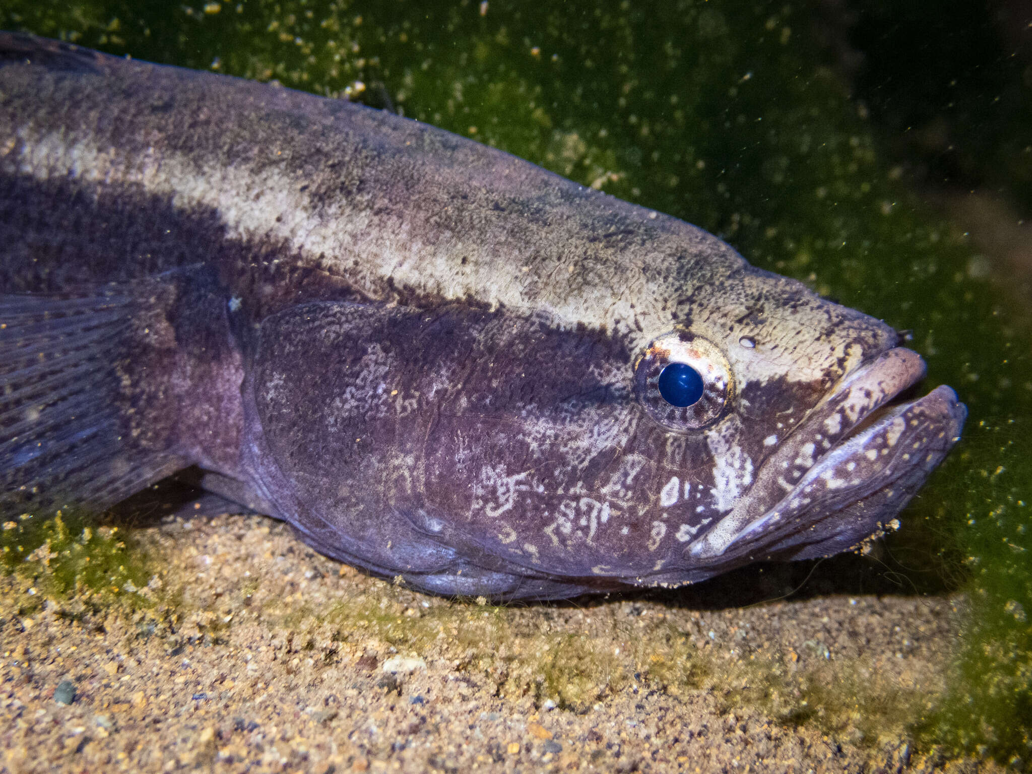 Image of Brown Spinecheek Gudgeon