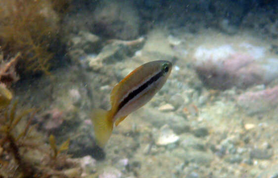 Image of Spotstripe snapper