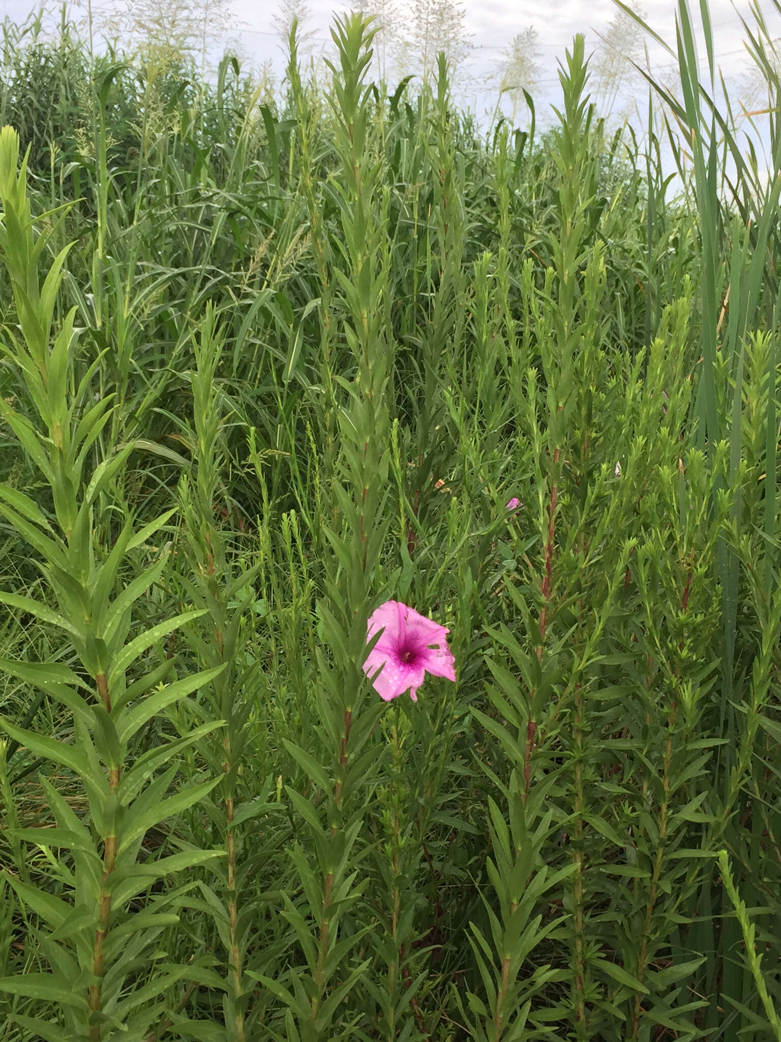 Слика од Ipomoea sagittata Poir.