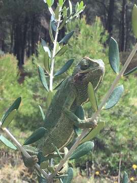 Image de Chamaeleo chamaeleon chamaeleon (Linnaeus 1758)