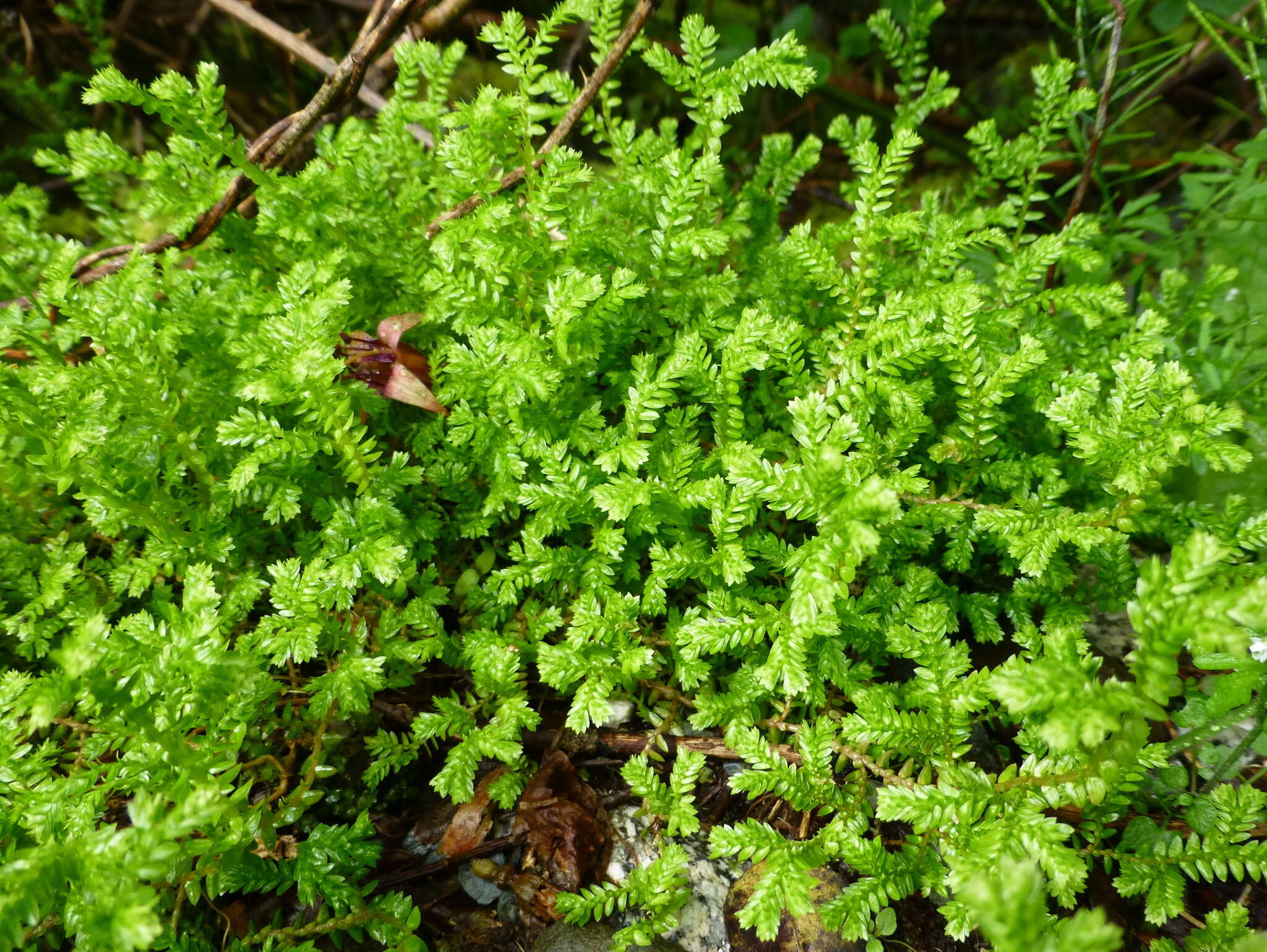 Image de Selaginella kraussiana (G. Kunze) A. Br.