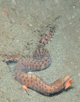 Image of Bar-tail moray